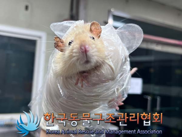 종료(안락사) 랫트…
